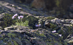 Asters 8737
